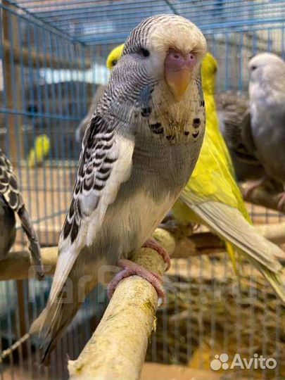 Волнистые попугаи и чехи, Кореллы