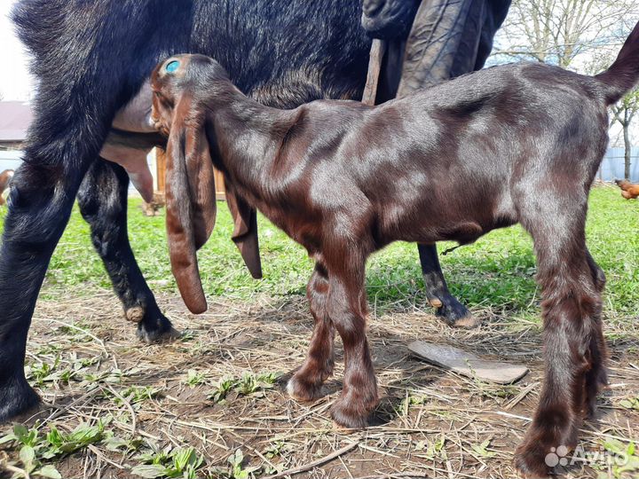 Козлята камори-нубийские