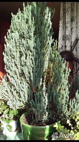 Комнатные цветы растения