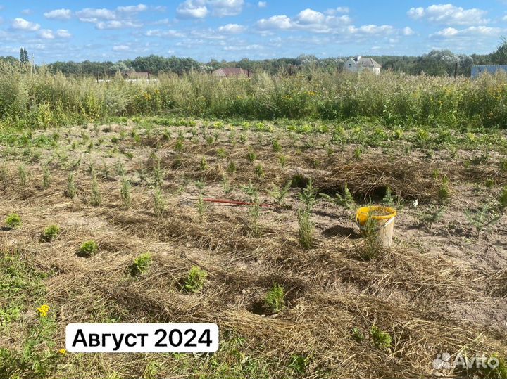 Новогоднчч композиция из живых саженцев хвойных