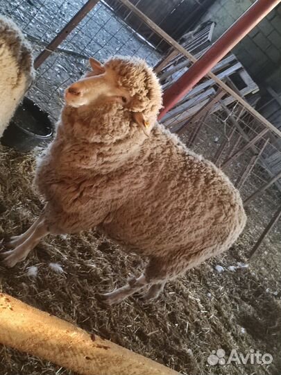 Северокавказские мериносы,Бараны