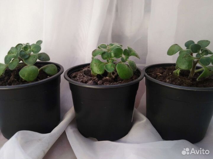 Гибискус, Аихрезон, Аглонема, Эпипремнум