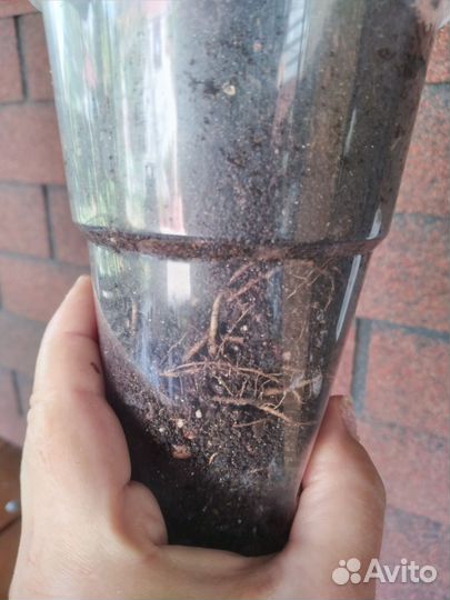 Ктенанта Лубберса