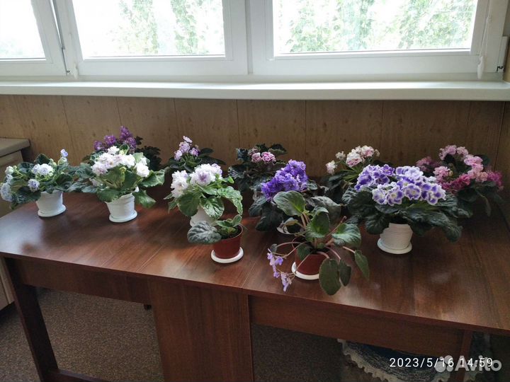 Сортовые фиалки