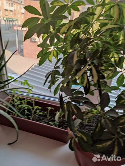 Комнатные цветы шефлера и аглаонема