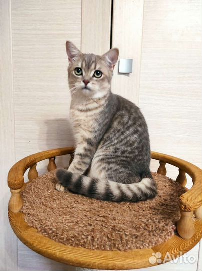 Очаровательный котик ищет семью