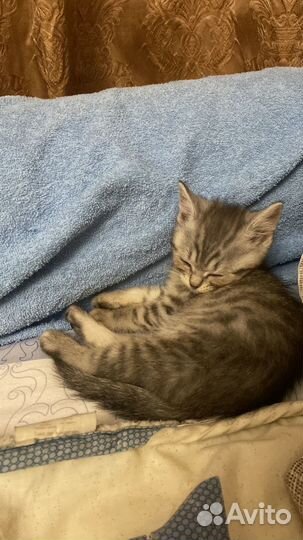 Котенок от кошки шиншилла