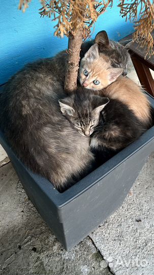 Котята в добрые руки бесплатно