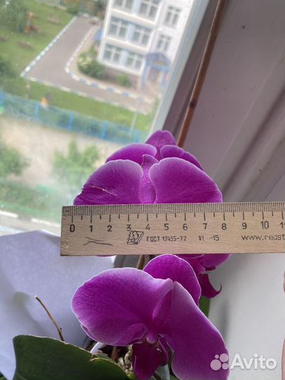 Продам орихидею