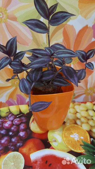 Традесканция Зебрина и Альба