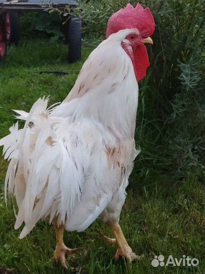 Кучинская юбилейная 1, 5 года