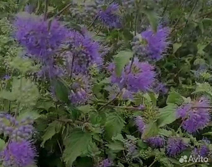 Кариоптерис