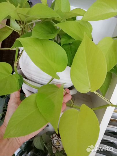 Эпипремнум сциндапсус Потос Неон