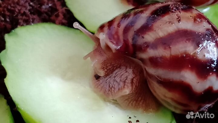 Улитки ахатины