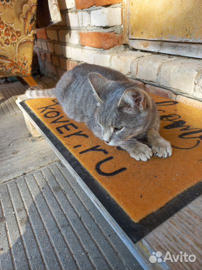 Кошка потеряшка