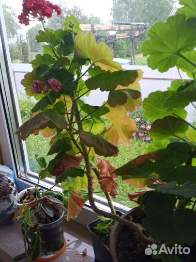 Пеларгония розебундная, циропегия Вудду