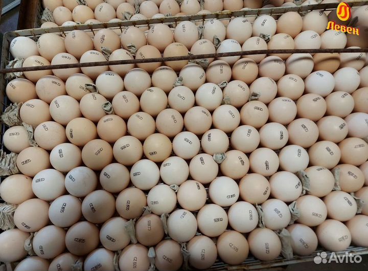 Инкубационное яйцо бройлера из Европы