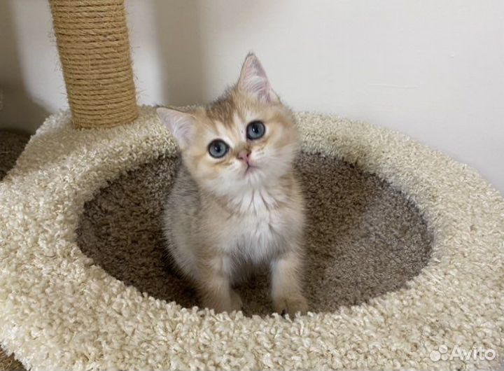 Британская золотая Кукла