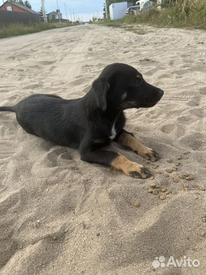 Собаки - щенки в добрые руки