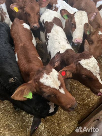 Отборные телята бычки быстрая доставка