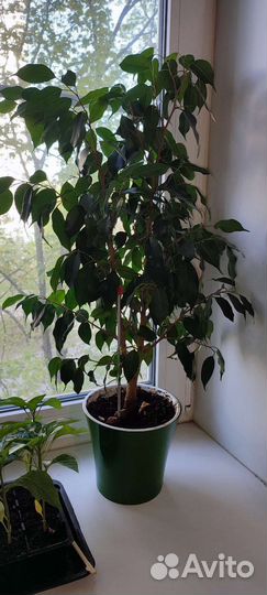 Фикус бенджамина