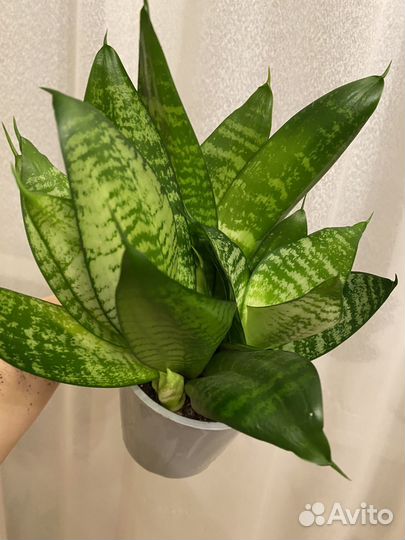 Сансевиерия Ханни. Сансевиерия Муншайн