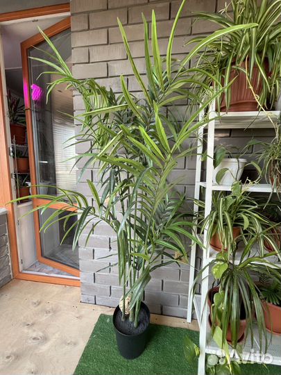 Искусственные растения пальма