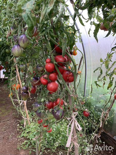 Семена томатов