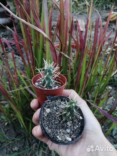 Кактусы красавцы