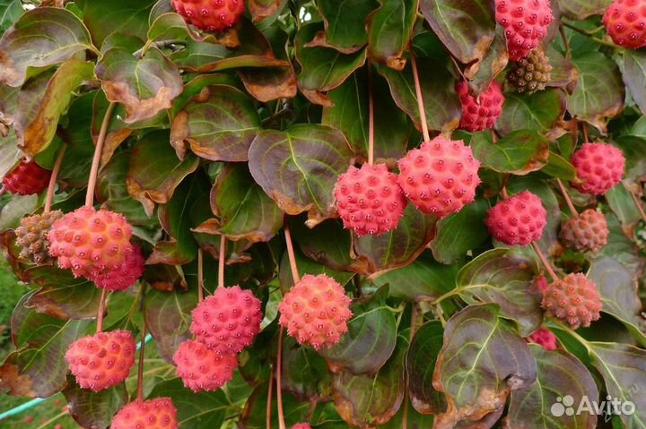 Кизил (Дерен) Головчатый, семена