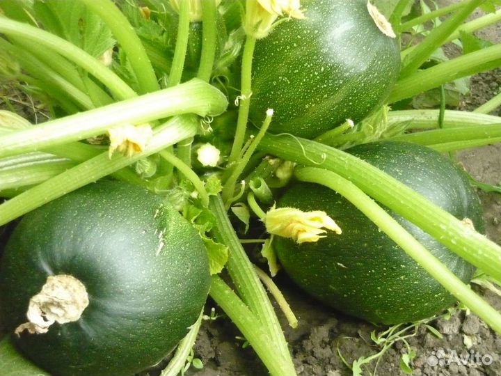Семена кабачков, дыни и огурца белого