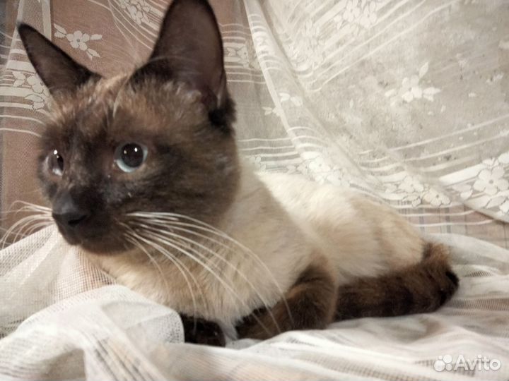 Сиамский котик в добрые руки