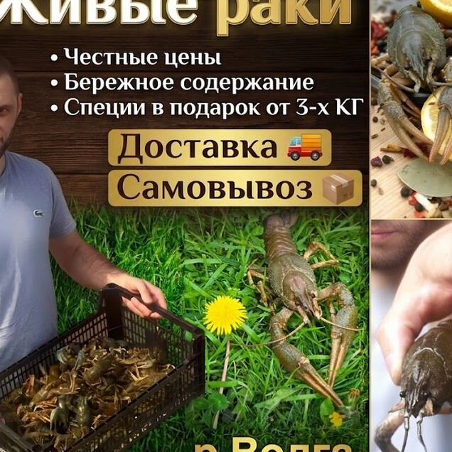 Живые раки напрямую от рыбаков