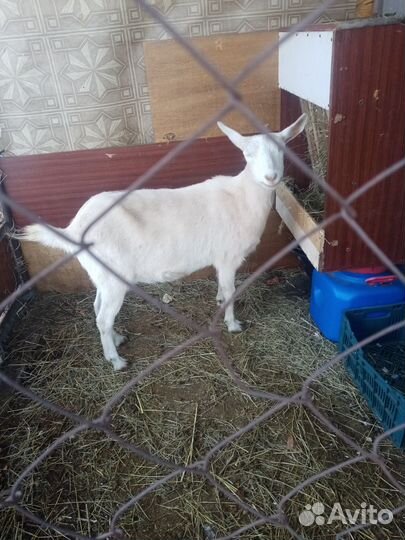 Коза дойная