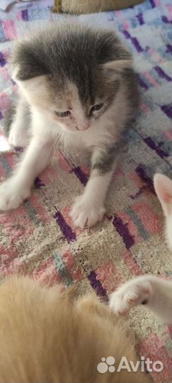 Котята в самые добрые руки