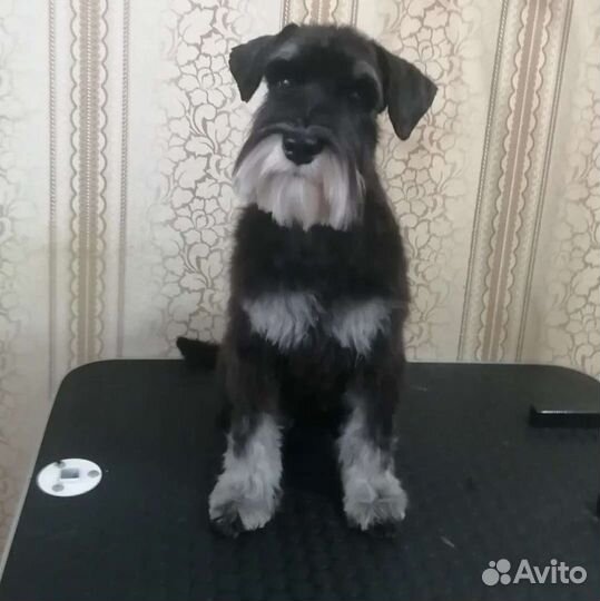 Груминг: стрижка, тримминг, вычес