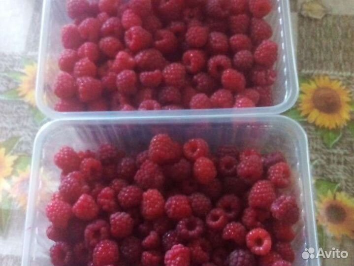 Малина и саженцы