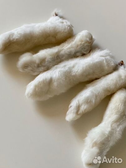 Лакомства для собак корм для собак