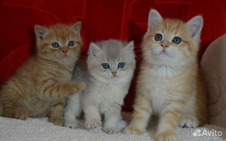 Британские красивые котята