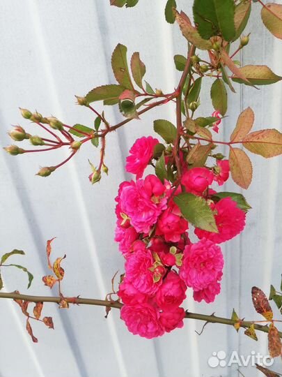 Черенки розы супер эксцельза, рэд каскад