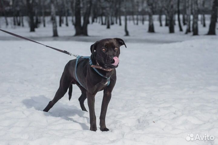 Красавец питбуль в поисках семьи