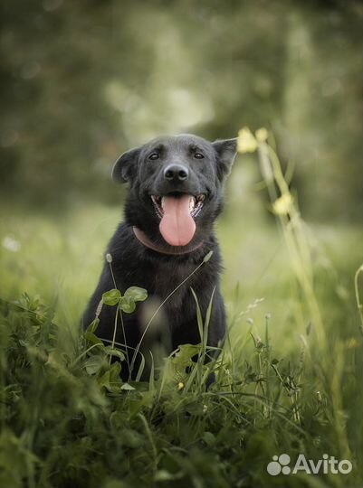 Мишель, черная собака, ищет дом