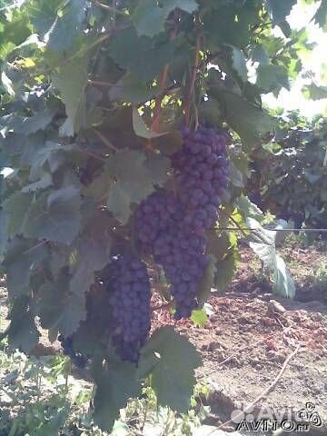 Виноград Молдова оптом