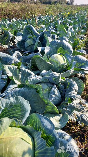 Капуста Ларсия