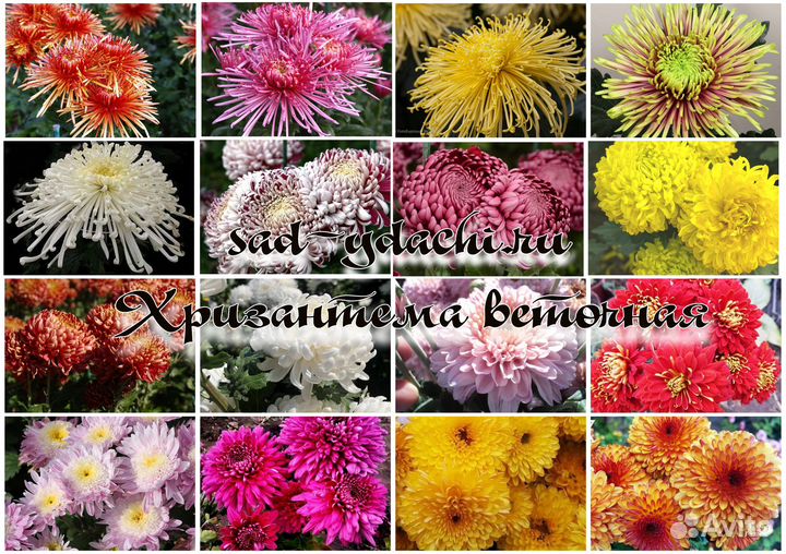 Хризантема. Астра.Черенки. Весна 2023