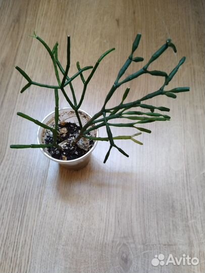 Рео, фиалка, хойи, колерия и другие растения