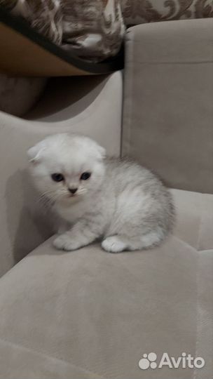 Шотландские вислоухие котята