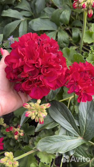 Герани и пеларгонии