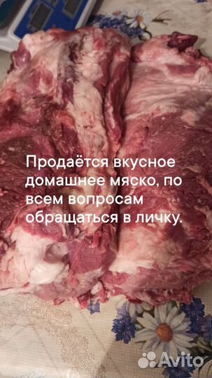 Мясо свинина