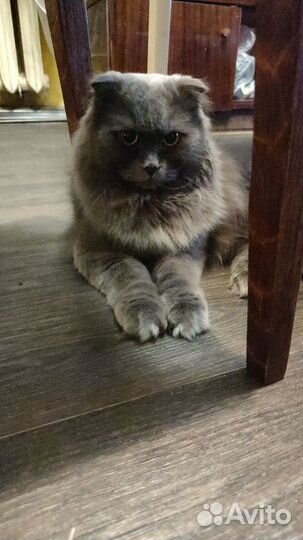 Кот Шотландский вислоухий, длинношёрстный